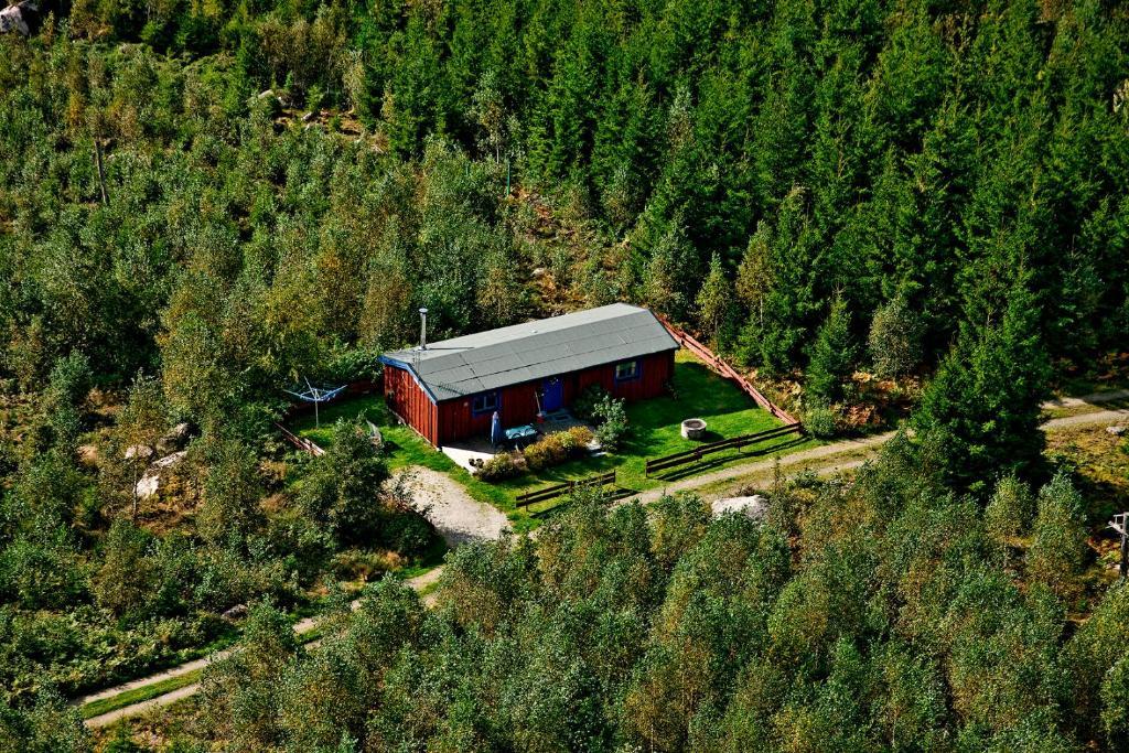 Timjan Forest